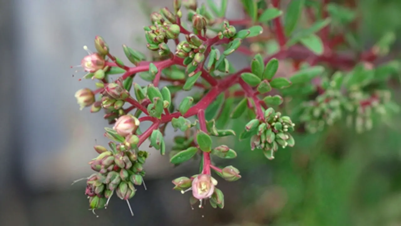 दूधी: अस्थमा, पेट और त्वचा के लिए चमत्कारी औषधीय पौधा, जानिए घरेलू उपाय