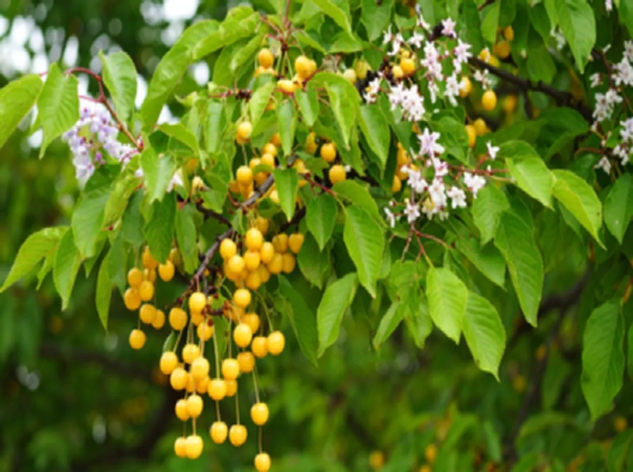 सिर्फ औषधि नहीं, कीड़ों का प्राकृतिक इलाज है बकायन की छाल, घर को सुरक्षित रखने के लिए ऐसे करें इस्तेमाल
