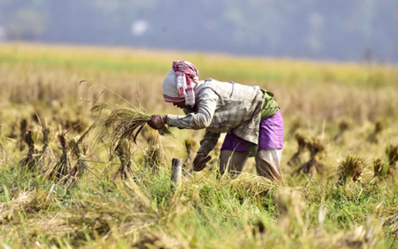 Morigaon: Farmers harvest paddy