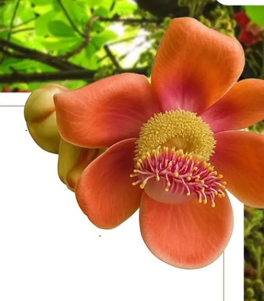 Nagalinga tree benefit