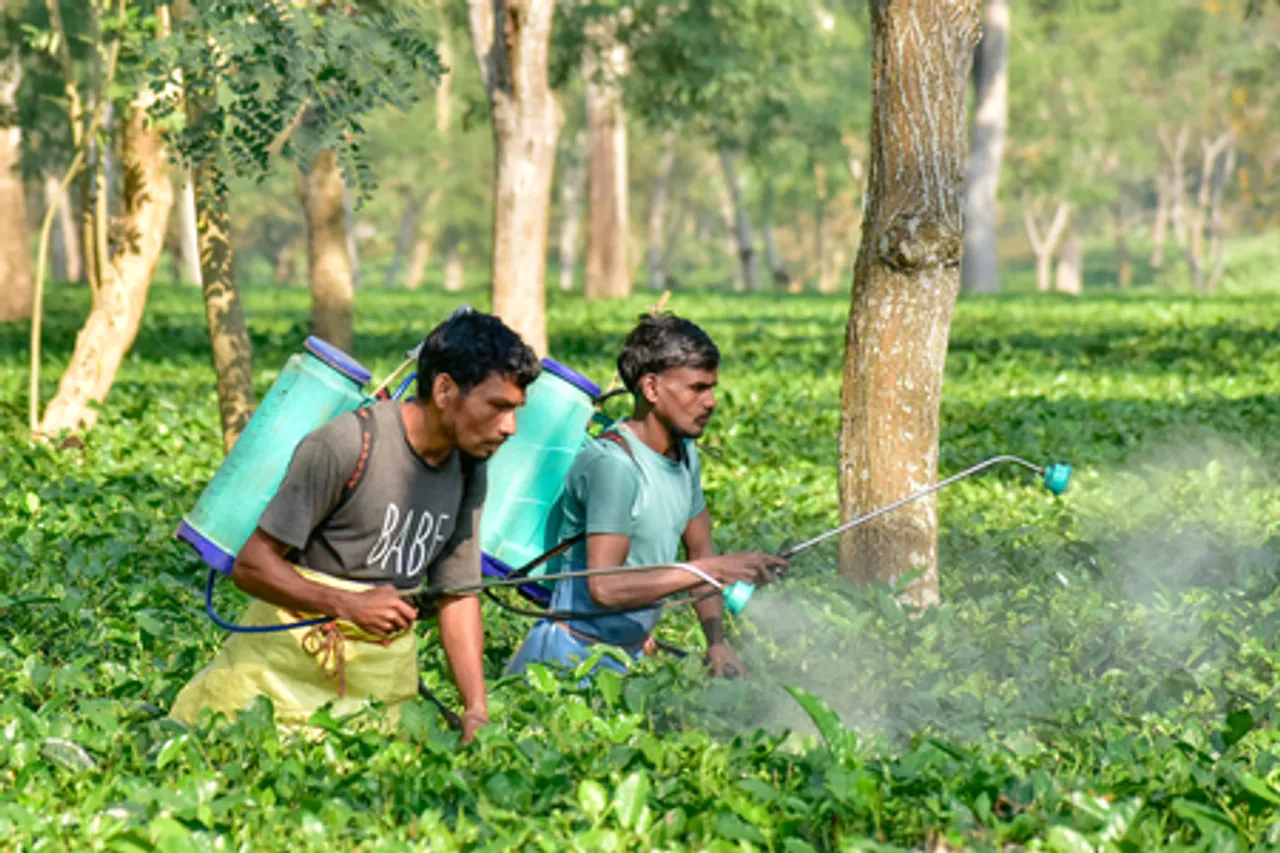 Nagaon: Tea Garden Workers Spray Insecticides