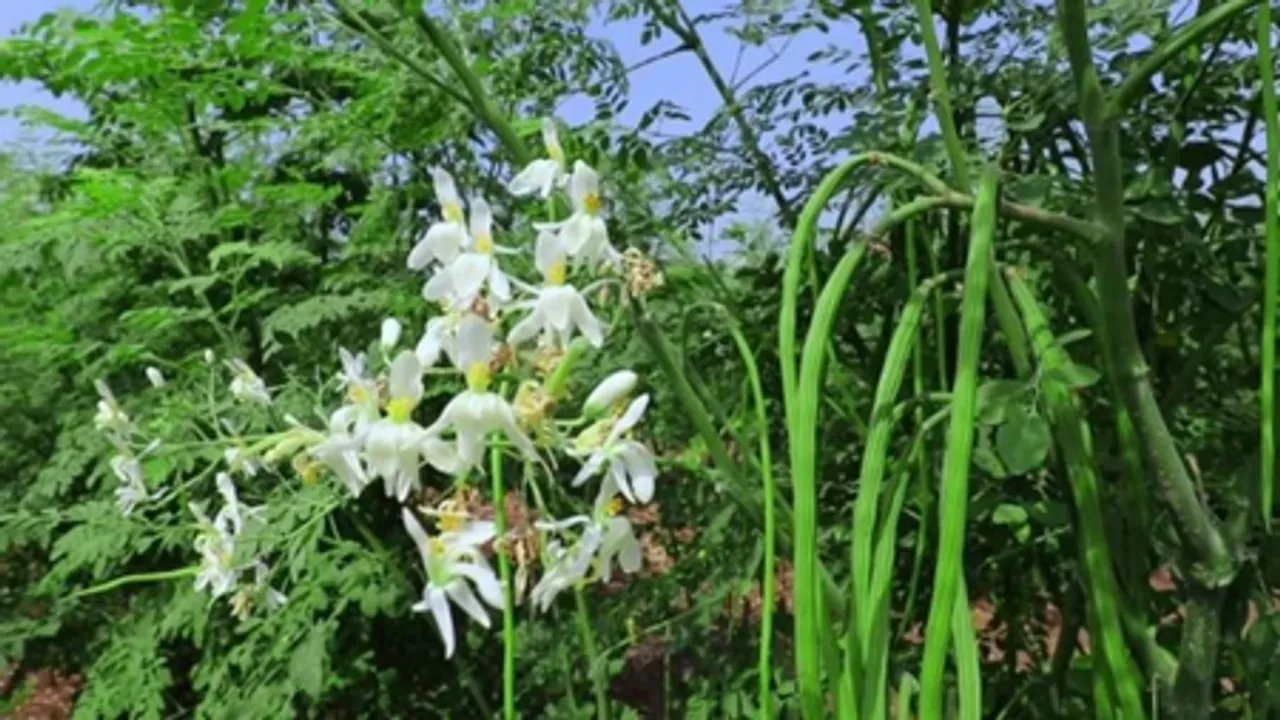 सहजन क्यों है इतना खास? आयुर्वेद से जानिए उपयोग और फायदे