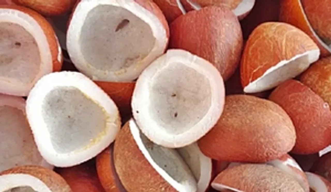 Cabinet okays MSP for copra for 2026 season to incentivise farmers, meet demand