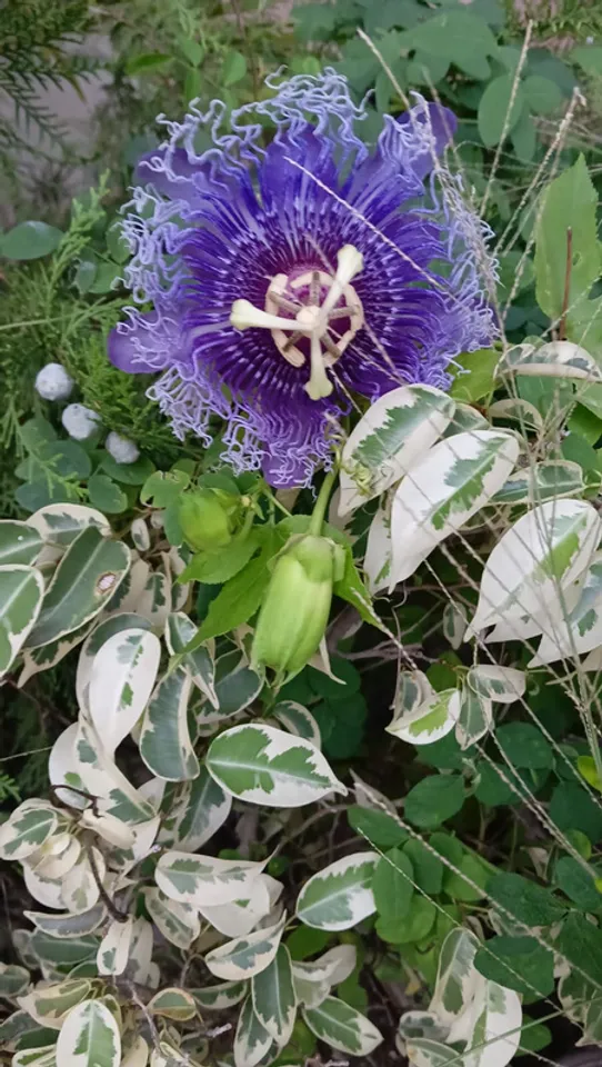 Krishna kamal benefit