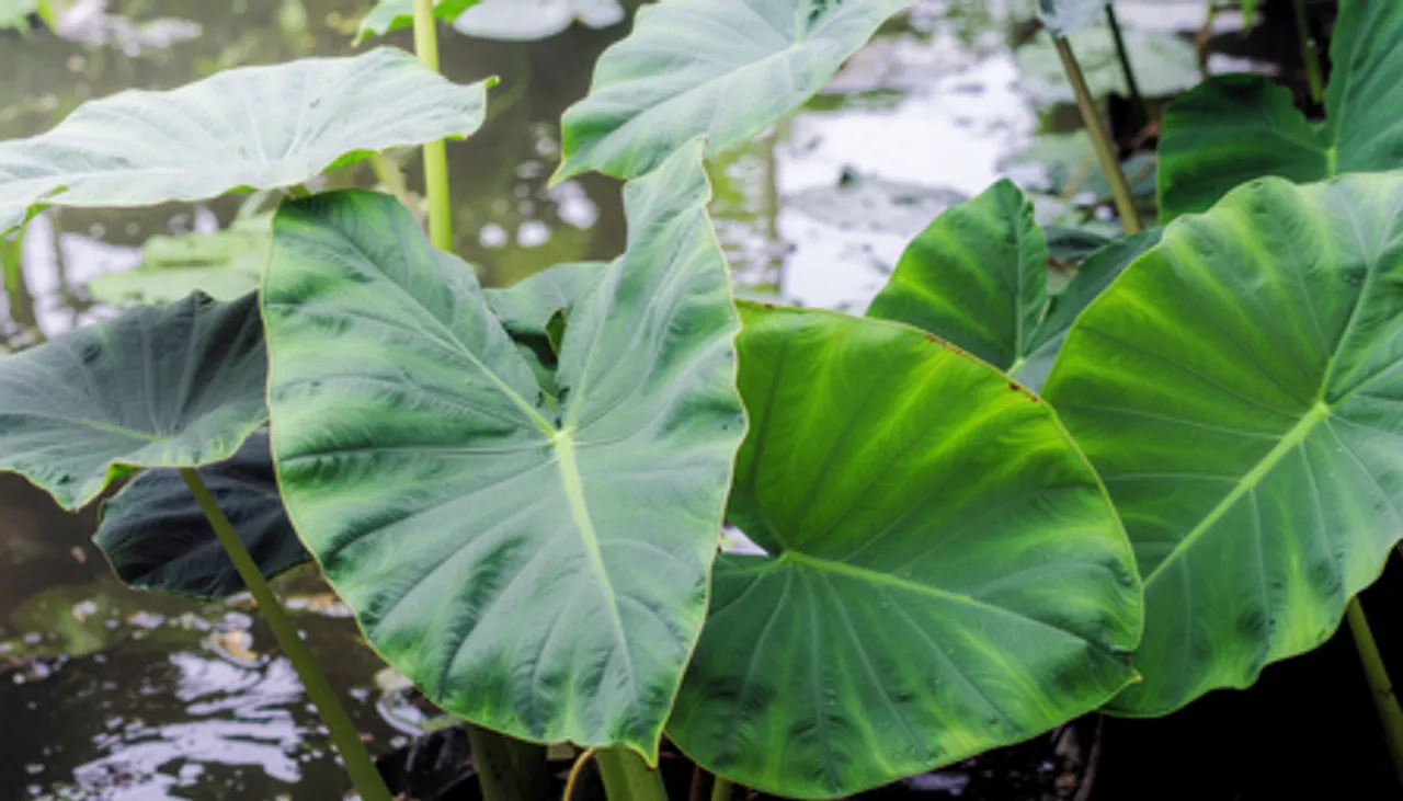 Colocasia esculenta, Arbi ke phool