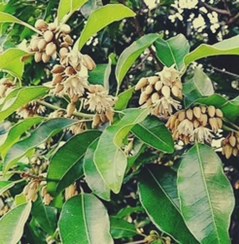 Moulshree flower benefit