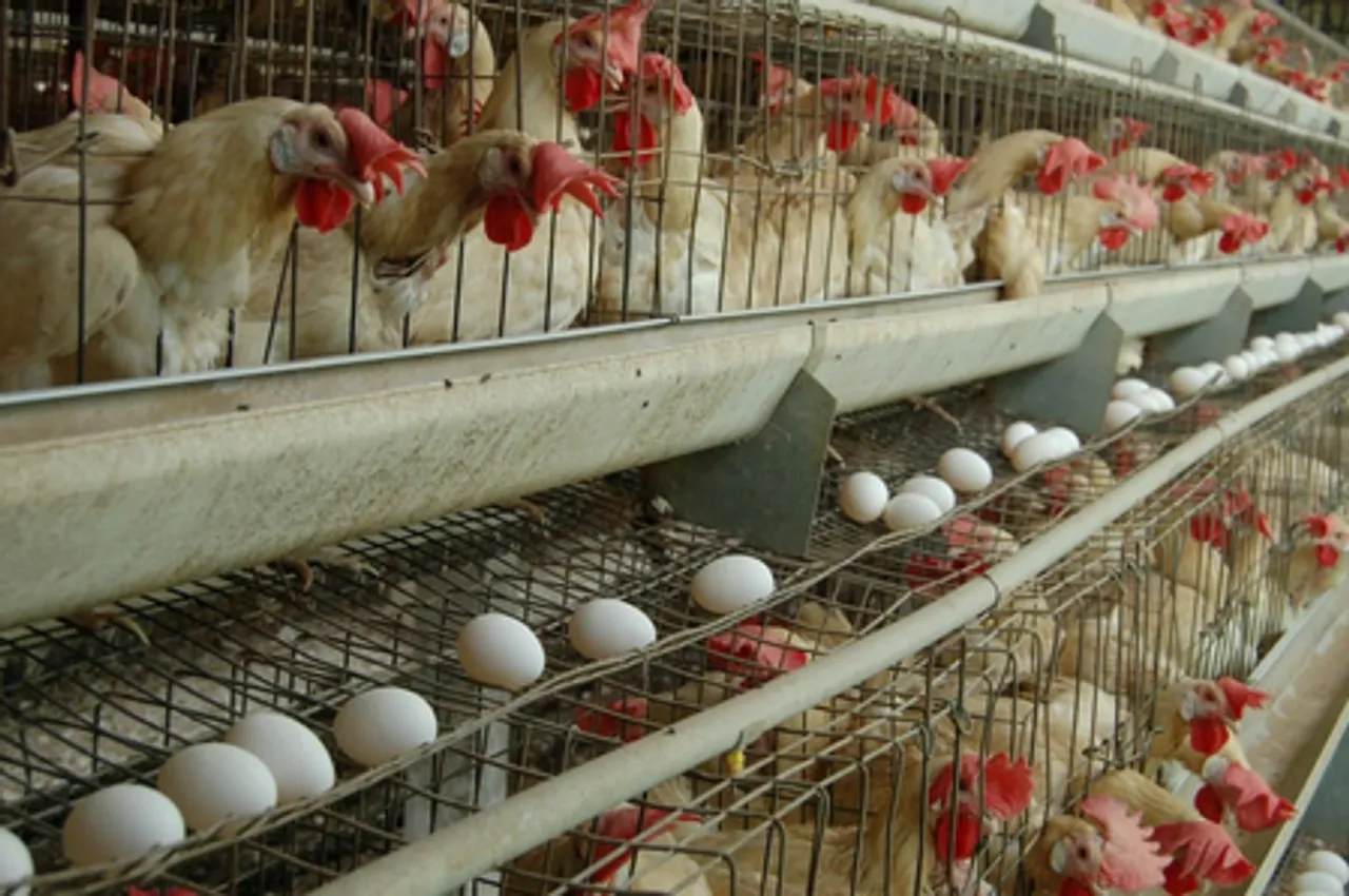 Namakkal egg prices hit record high, likely to remain till Pongal