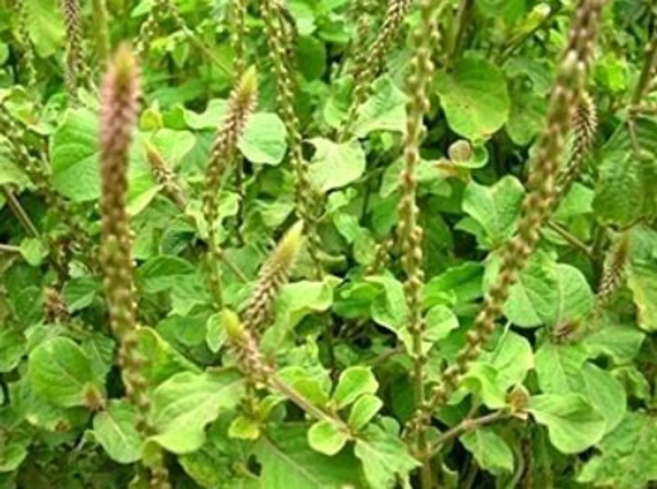 Chirchita plant, Apamarg plant