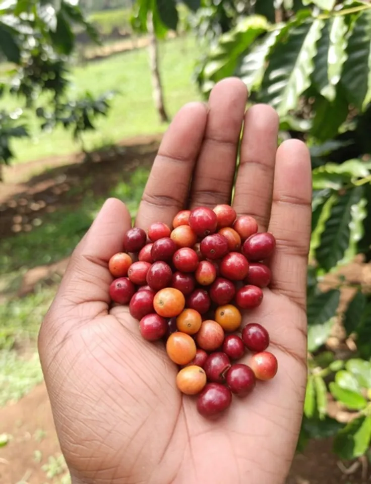 इम्यूनिटी बढ़ाने से लेकर ब्लड प्रेशर कंट्रोल करने तक, जंगली बेर है सर्दियों का सुपरफूड