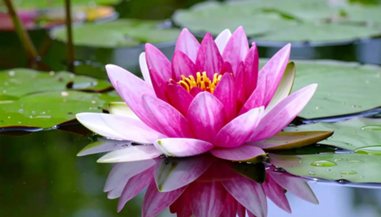 Kamal benefit, Lotus flower benefit