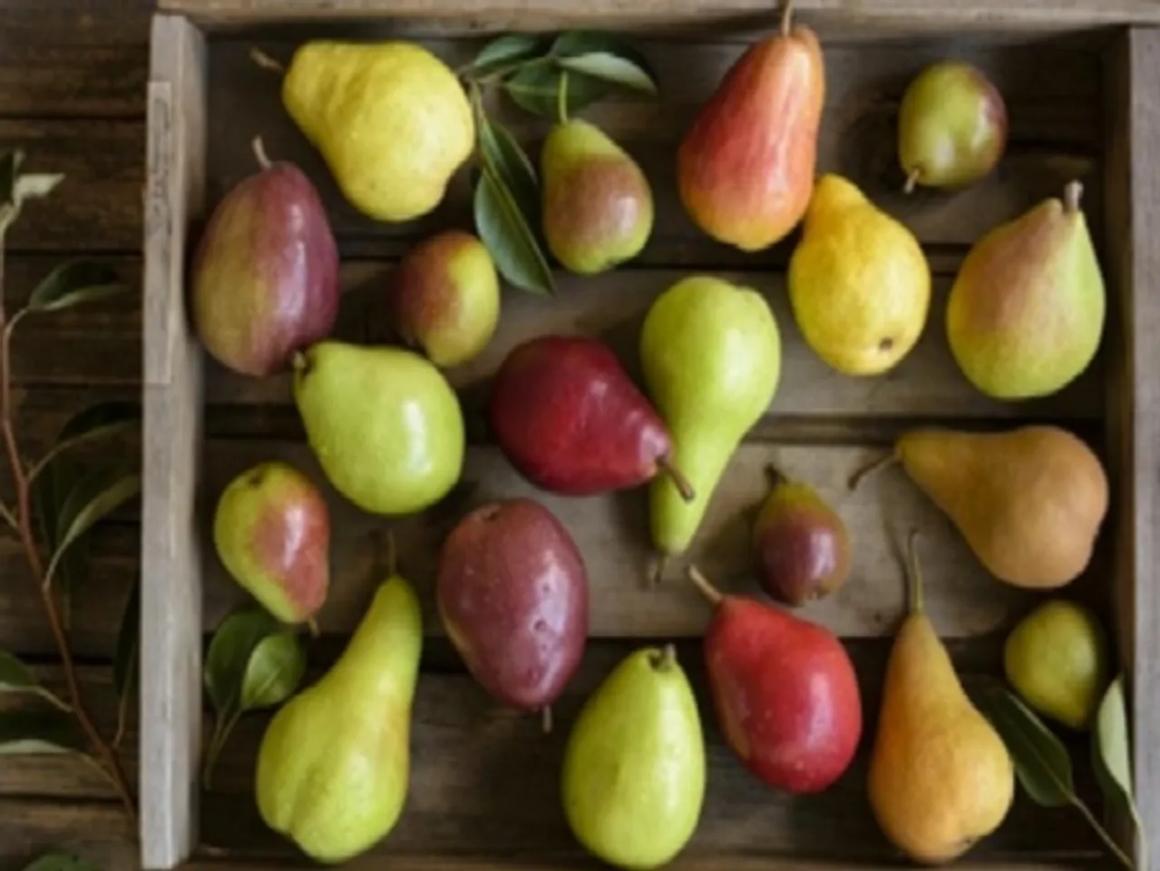 वजन घटाने से लेकर पाचन से जुड़ी बीमारियों का काल है नाशपाती, जानें सेवन के फायदे और नुकसान