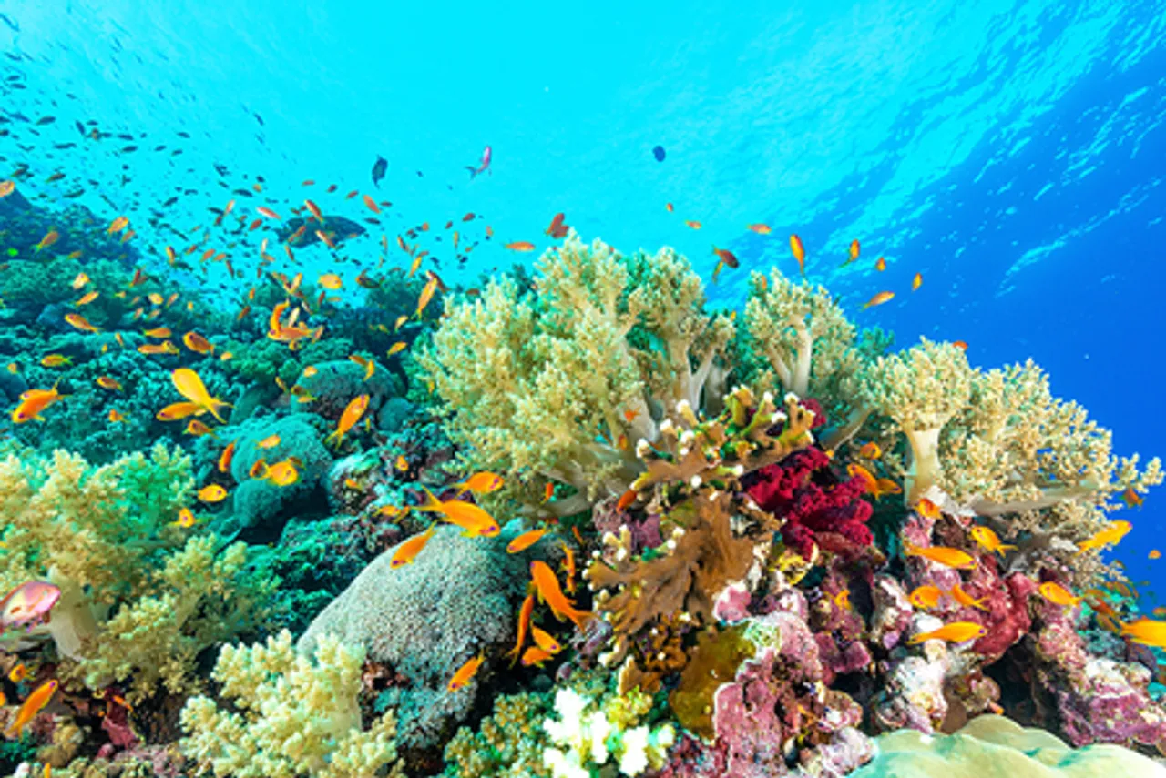 'हुआंगयेन द्वीप प्रवाल भित्तियों पर पारिस्थितिक सर्वेक्षण रिपोर्ट' जारी की गई