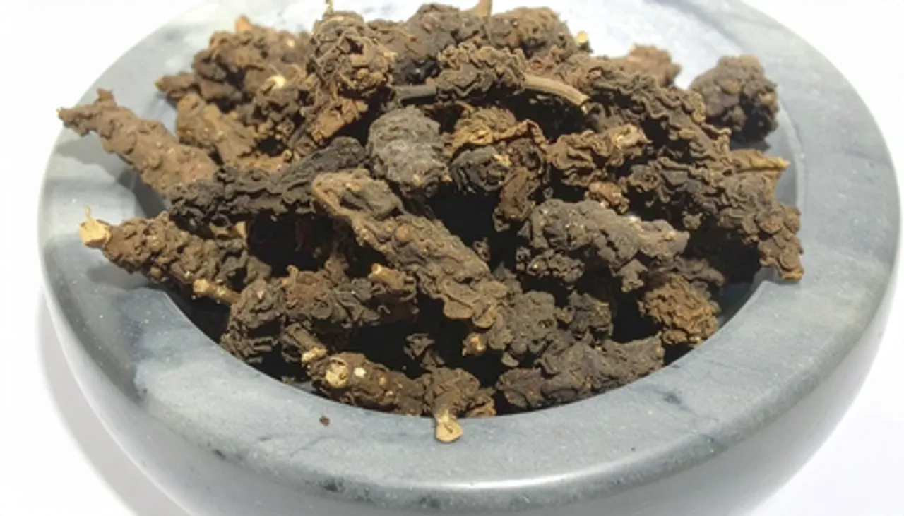 सुगंध बाला (तगर): नींद, तनाव और पाचन सुधारने वाली आयुर्वेदिक जड़ी-बूटी