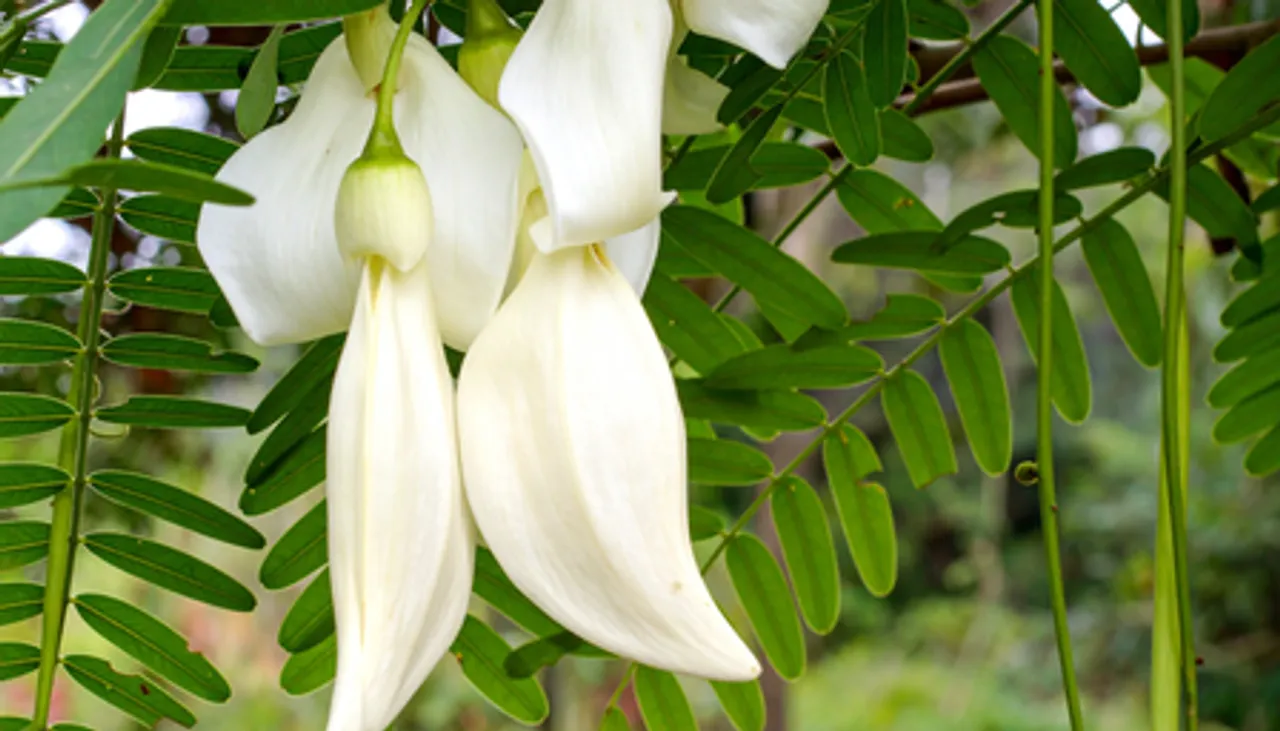 सिरदर्द से लेकर जोड़ों तक, हर समस्या से निजात दिलाएगी ये आयुर्वेदिक जड़ी-बूटी