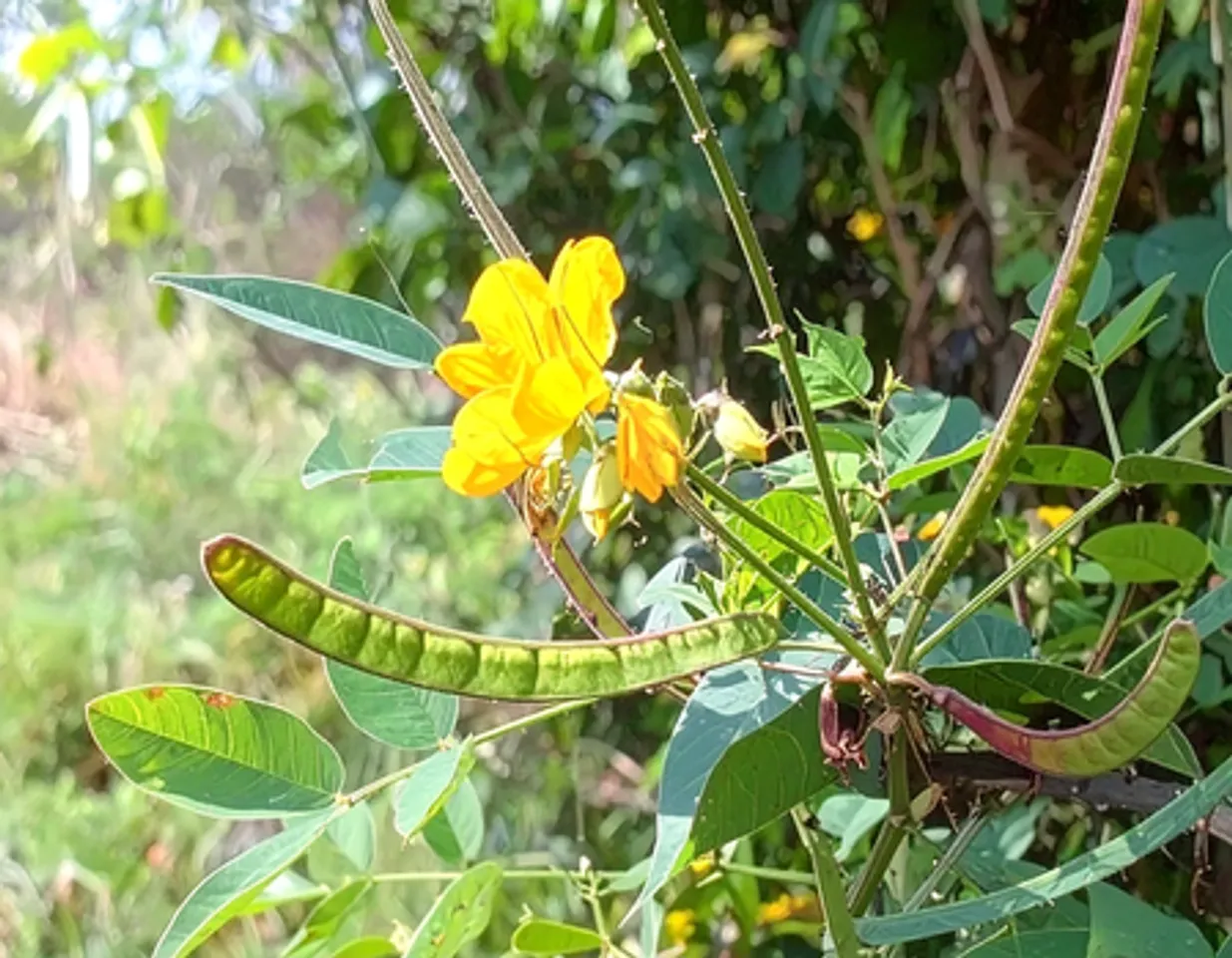 खांसी और जुकाम से हैं परेशान? आयुर्वेद के इस चमत्कारी पौधे से मिलेगा आराम