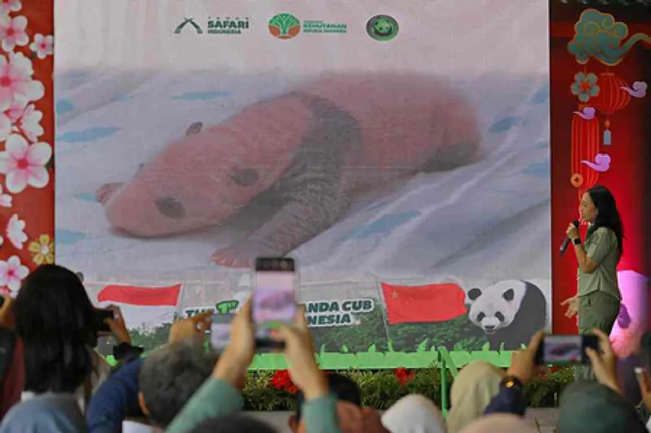 इंडोनेशिया में पहले पांडा शावक का जन्म