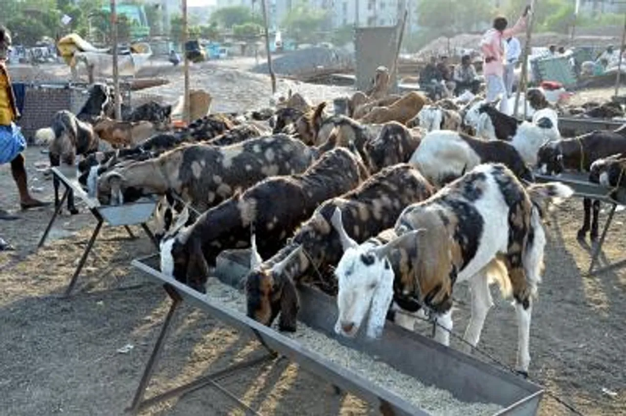Livestock sector continues to strengthen India's agricultural economy