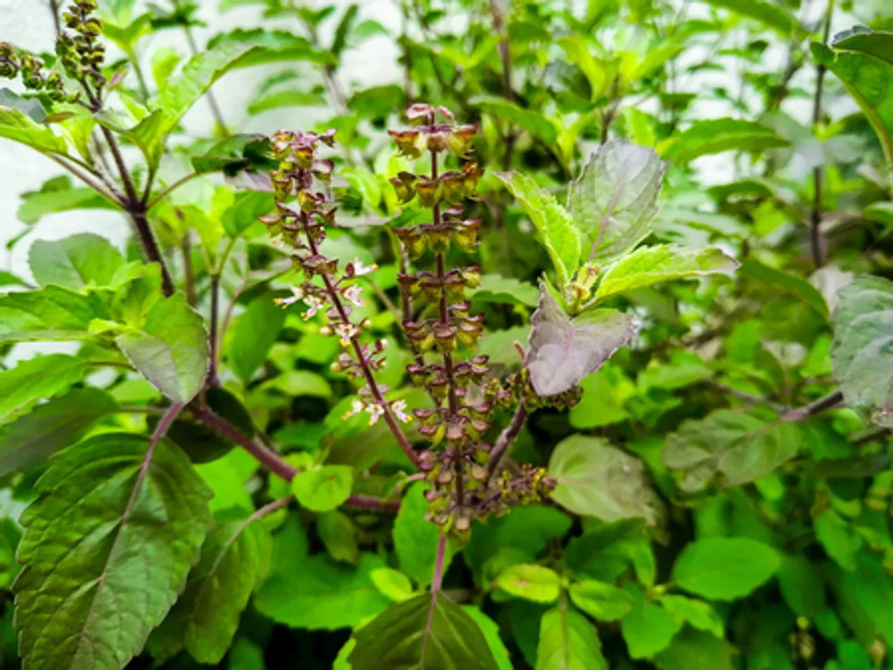 एंटीऑक्सीडेंट से भरपूर वन तुलसी : सेवन से दूर होगी सांस की समस्या, मिलेगी एनर्जी