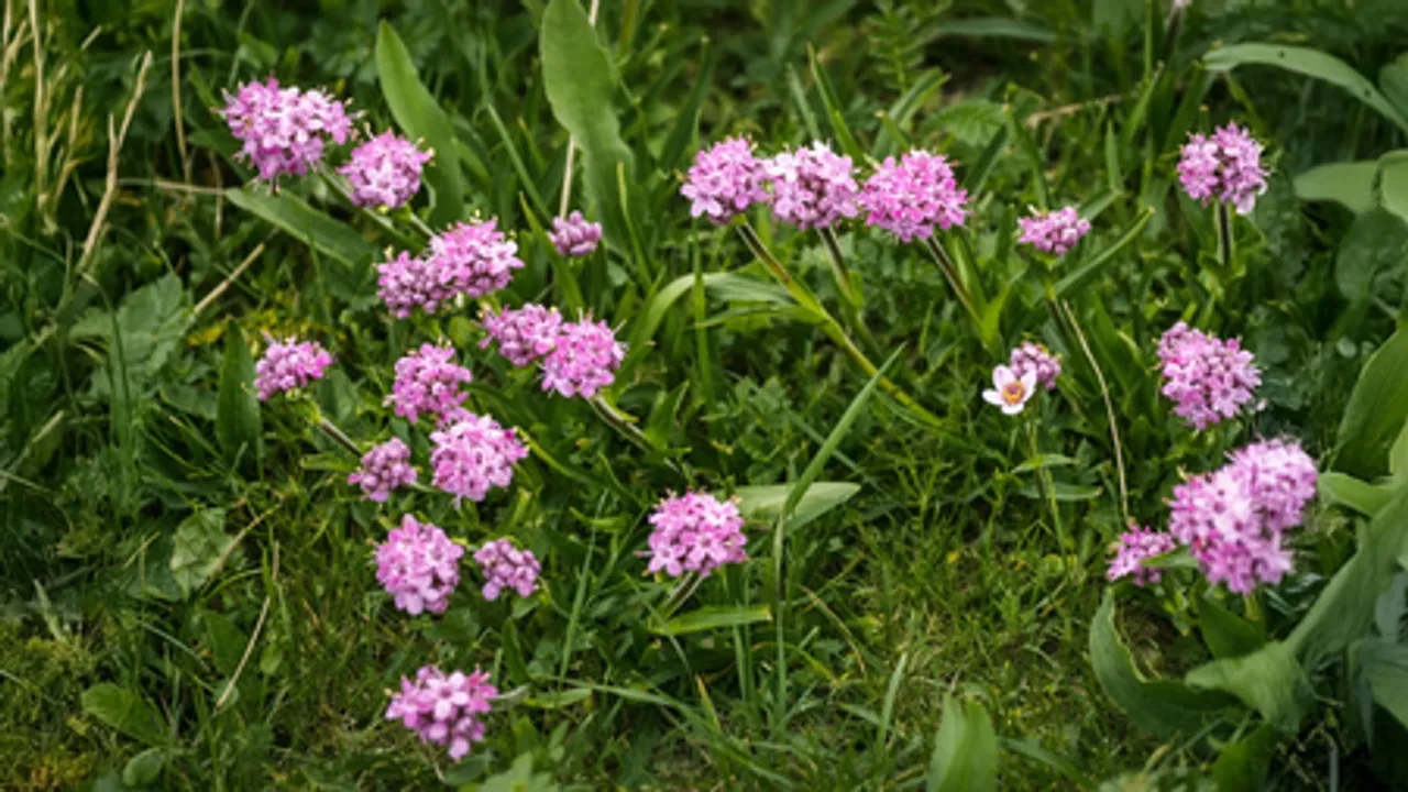 जटामांसी: बालों का झड़ना रोकने और ग्रोथ बढ़ाने की आयुर्वेदिक औषधि, जानिए फायदे