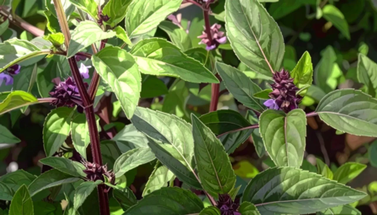 मरुआ: आयरन, कैल्शियम और विटामिन से भरपूर आयुर्वेदिक पौधा, सर्दियों के लिए बेस्ट