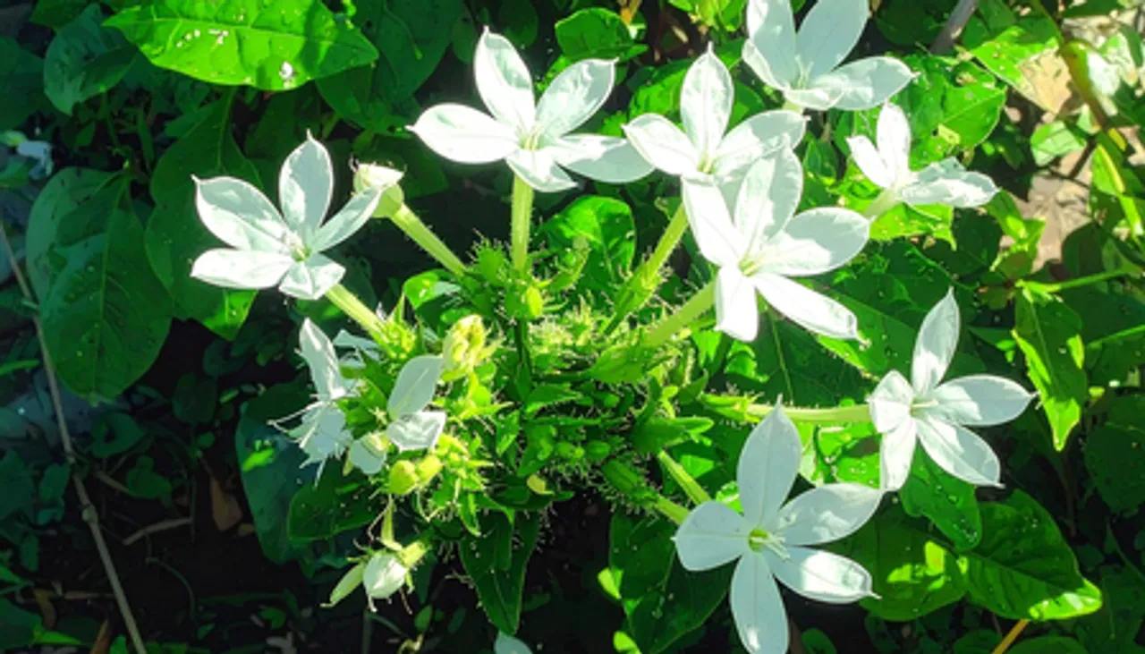 चित्रक: आयुर्वेद की वह जड़ी-बूटी, जो पेट से लेकर जोड़ों तक सब का रखती है ख्याल