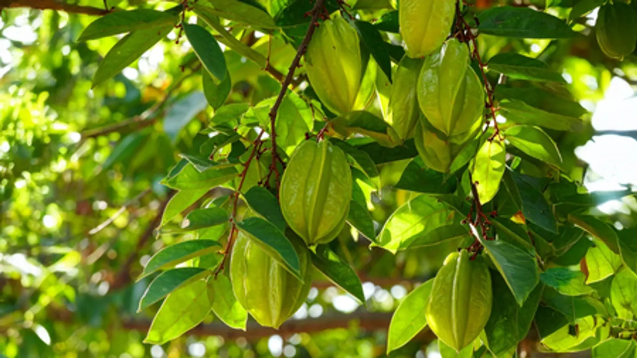 ब्लड प्रेशर, कोलेस्ट्रॉल या हार्ट हेल्थ से जुड़ी समस्या से हैं परेशान? इस पेड़ की छाल दिलाएगी मुक्ति