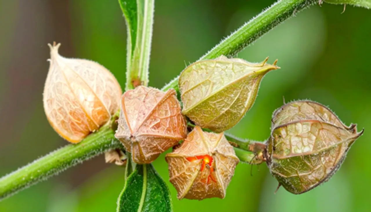 अश्वगंधा: आयुर्वेद की चमत्कारी औषधि, जो तन और मन दोनों का रखे ख्याल