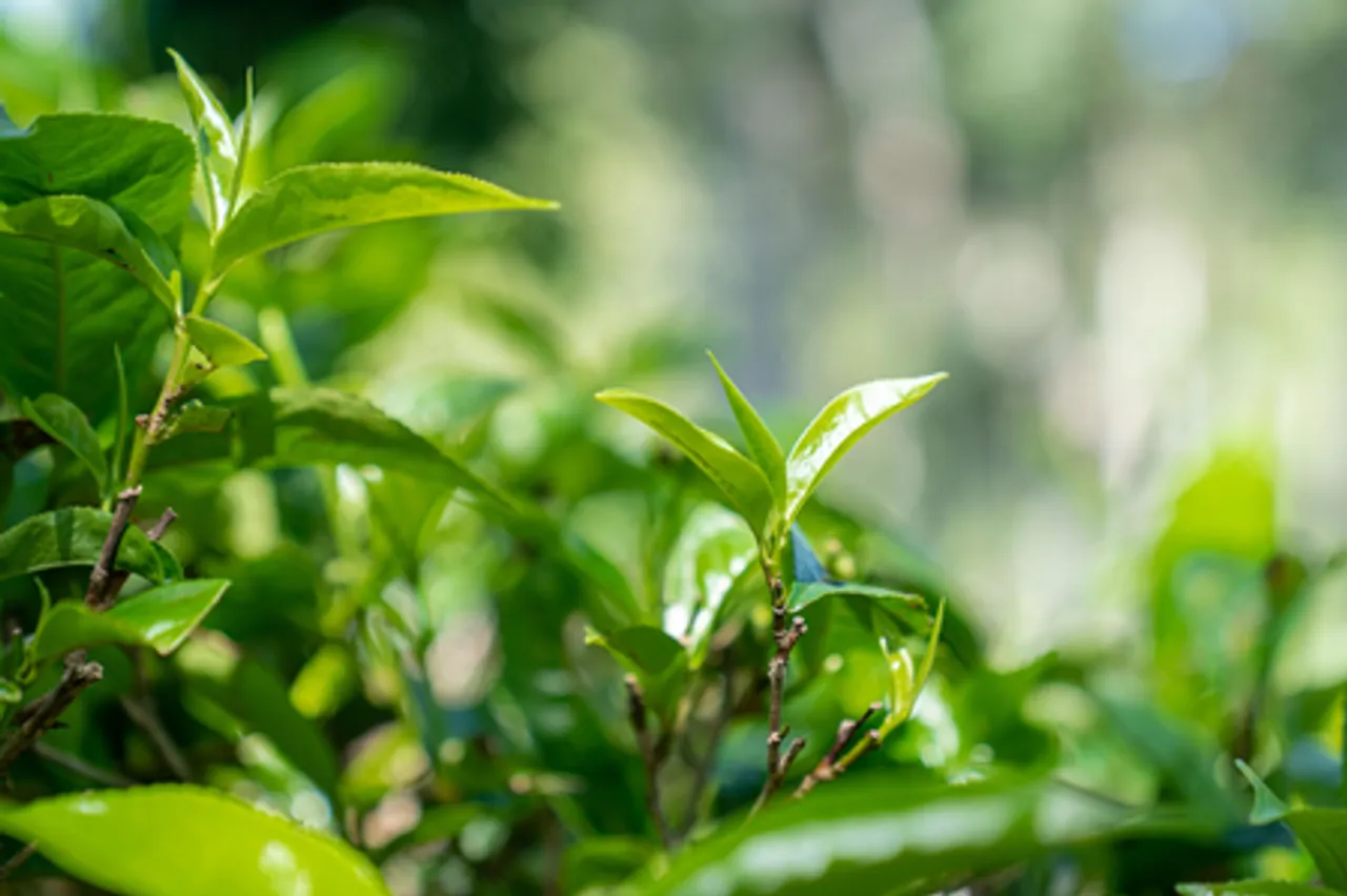 चीन-श्रीलंका कृषि विज्ञान, प्रौद्योगिकी और संस्कृति आदान-प्रदान सप्ताह का शुभारंभ