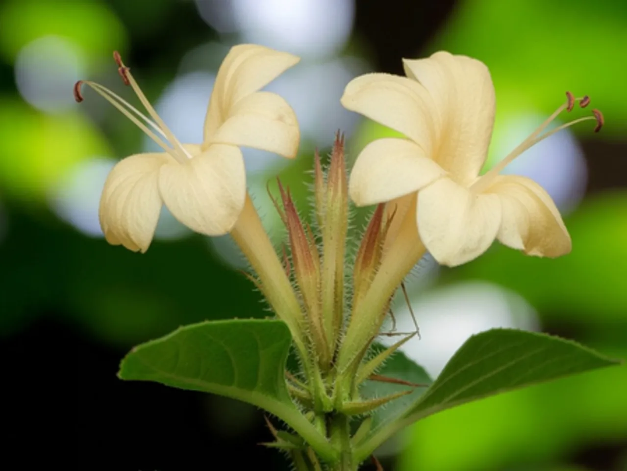 वज्रदंती: मसूड़ों की सूजन, दर्द या बदबू? हर समस्या की कर देगा छुट्टी ये छोटा सा फूल