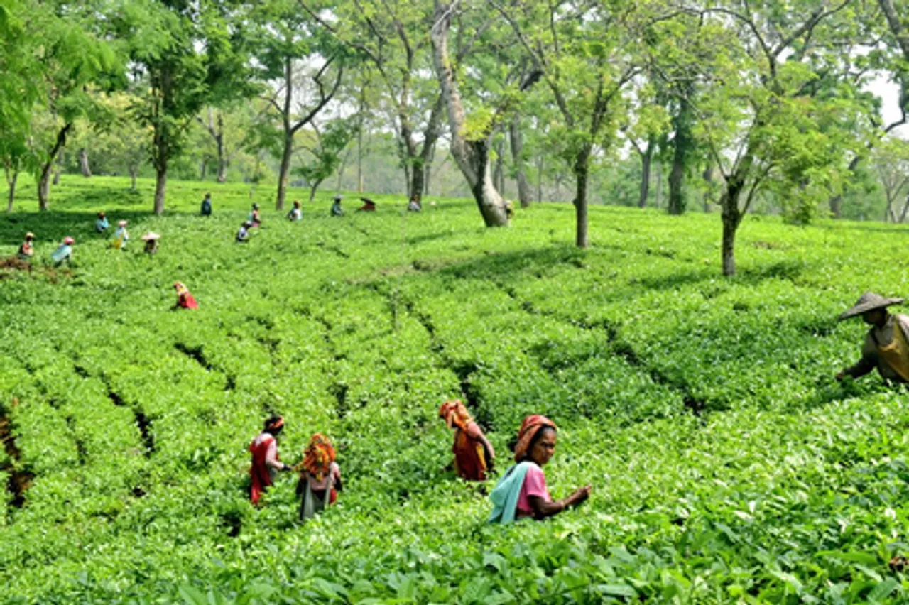Assam: TAI welcomes Union Budget, hails focus on agriculture, tea workers’ welfare (Photo: IANS)