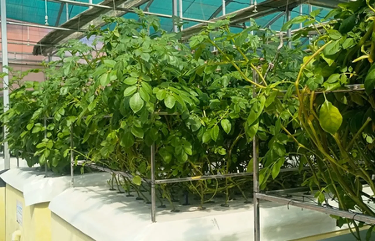 अब मिट्टी नहीं, हवा में होगा आलू उत्पादन! ग्वालियर की लैब में हाई-टेक एरोपोनिक्स से खेती में नया प्रयोग