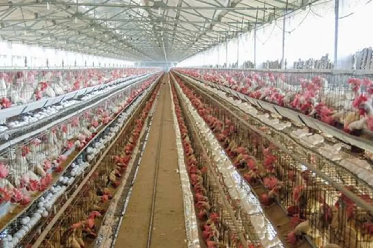 TN's Namakkal poultry farms step up biosecurity after bird flu alert