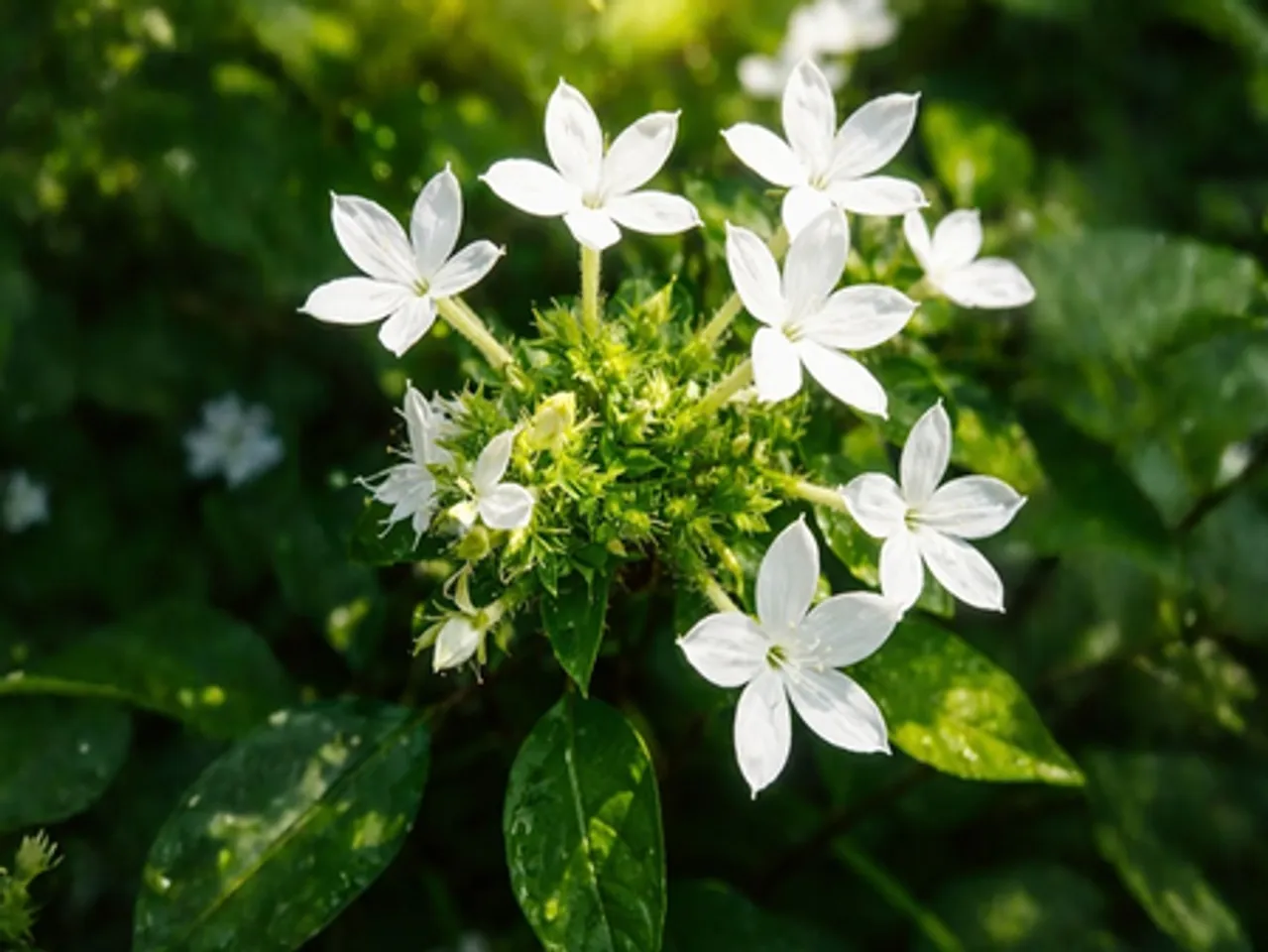चित्रक: अत्यंत प्रभावशाली और शक्तिशाली औषधि जड़ी-बूटी चित्रक, पाचन से लेकर श्वसन रोगों में लाभकारी