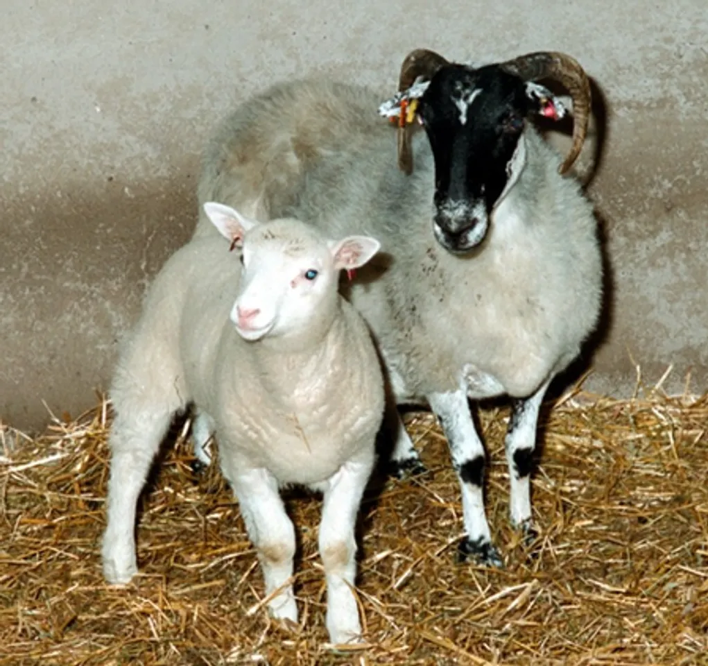 Cloning Sheep Dolly