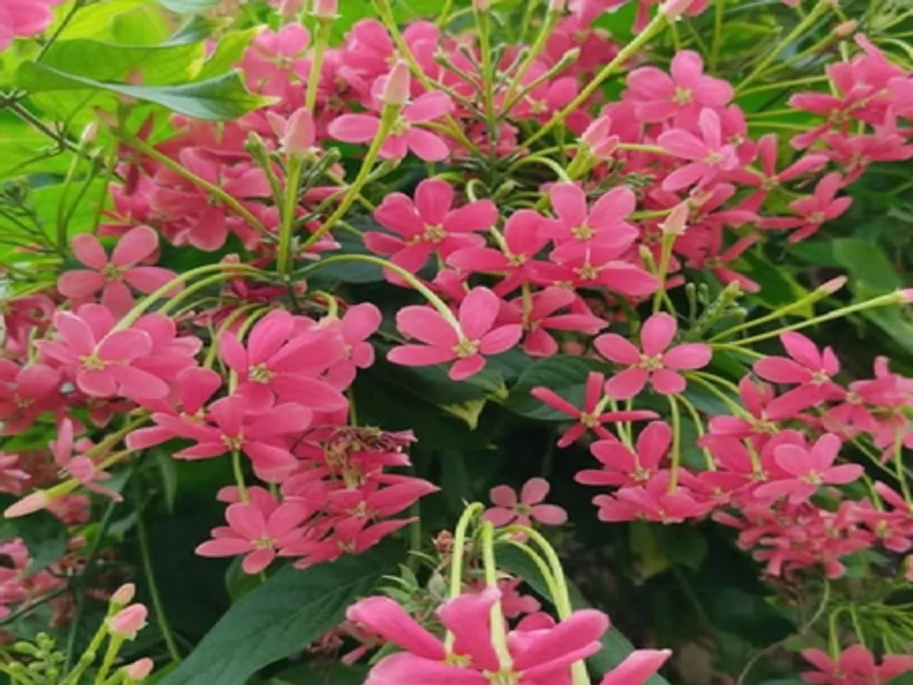 मधुमालती: सुंदर दिखने वाला ये पौधा है बेहद गुणकारी, खांसी से लेकर मासिक धर्म के दर्द में देगा राहत