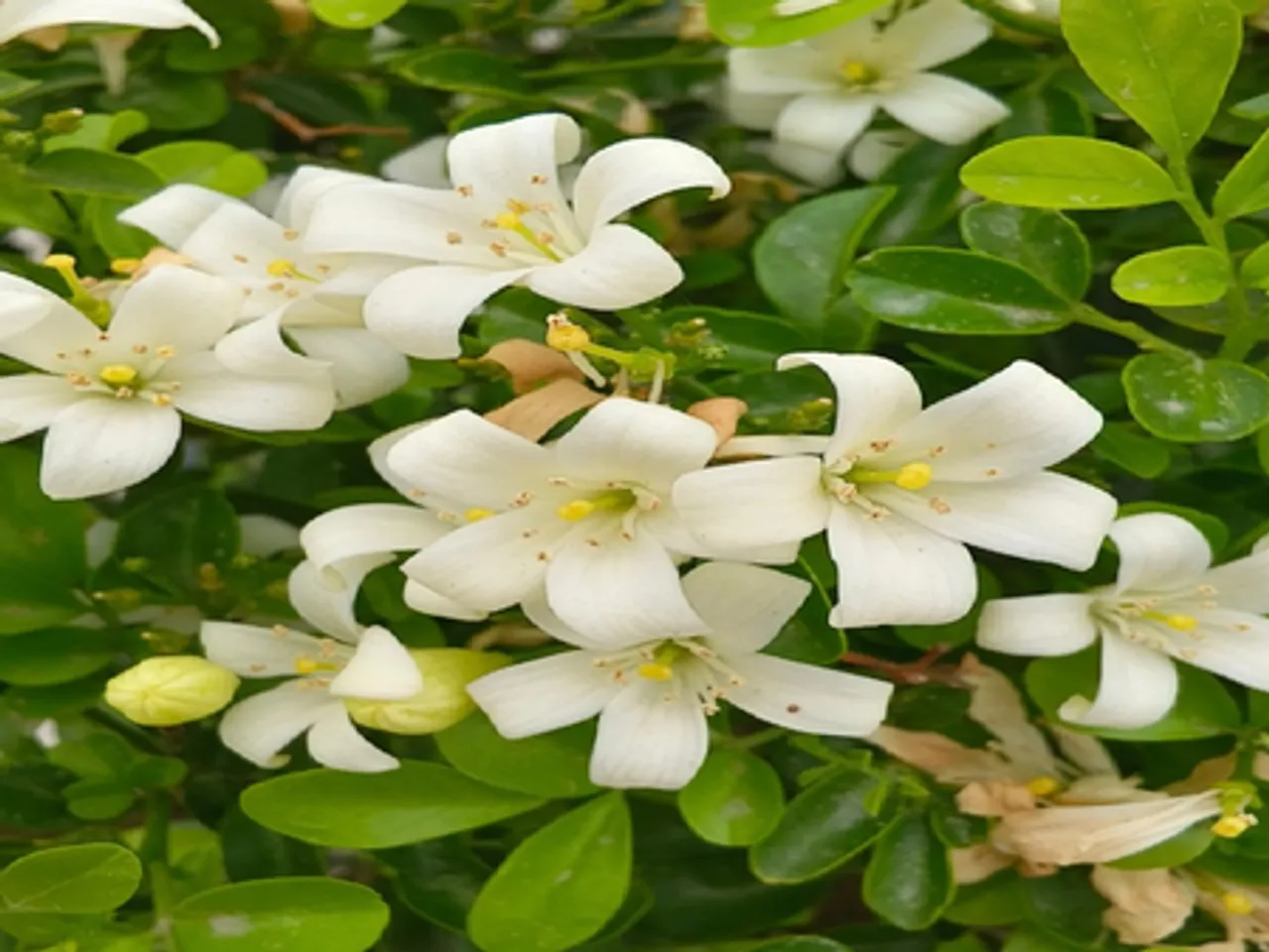 स्वर्ग से आए इस पौधे में सुगंध के साथ हैं अनगिनत गुण, नींद से लेकर पाचन शक्ति बढ़ाने में करेगा मदद