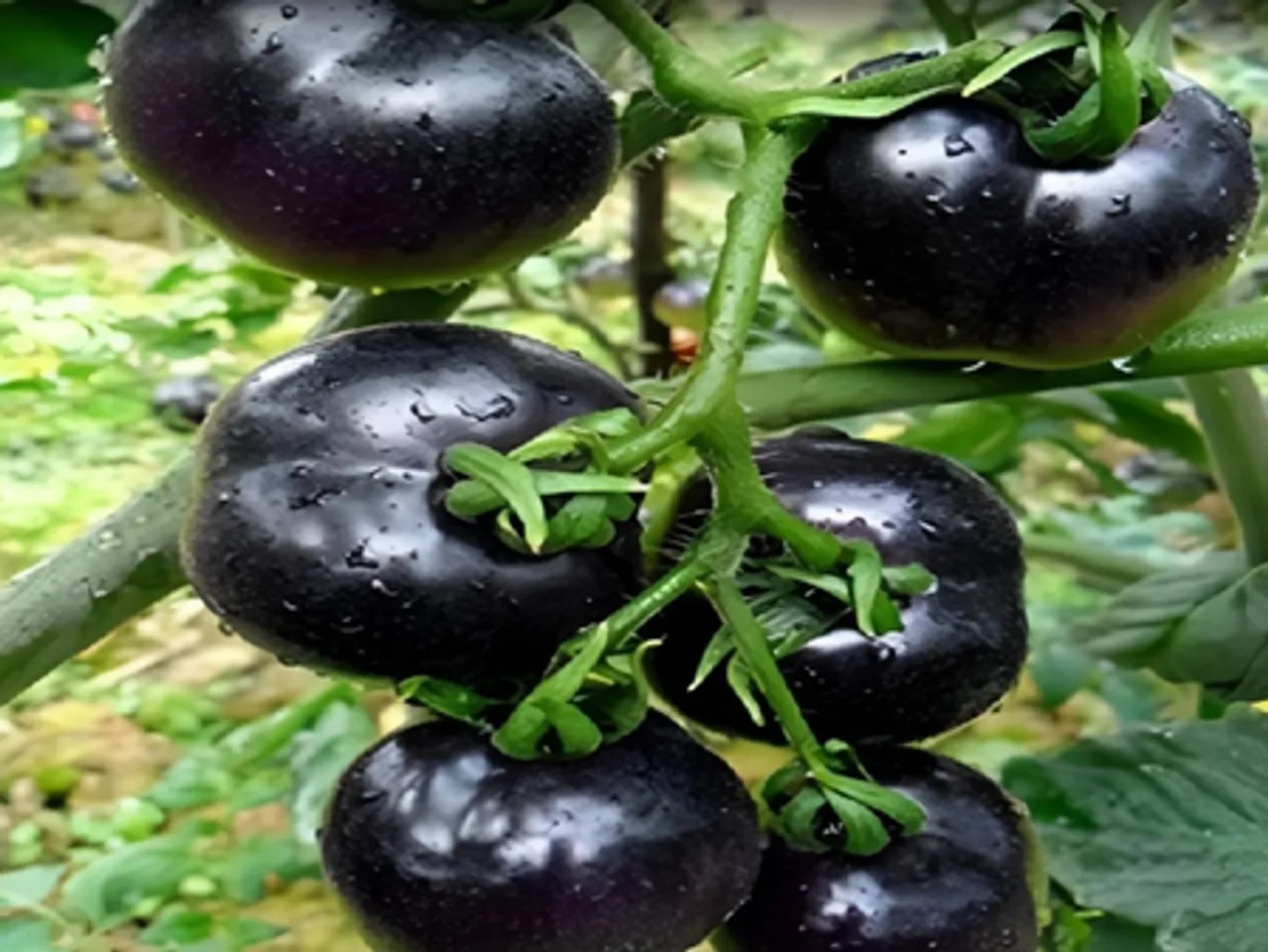 लाल नहीं, काला टमाटर है गुणों से भरपूर, दिल की सेहत का रखेगा खास ख्याल