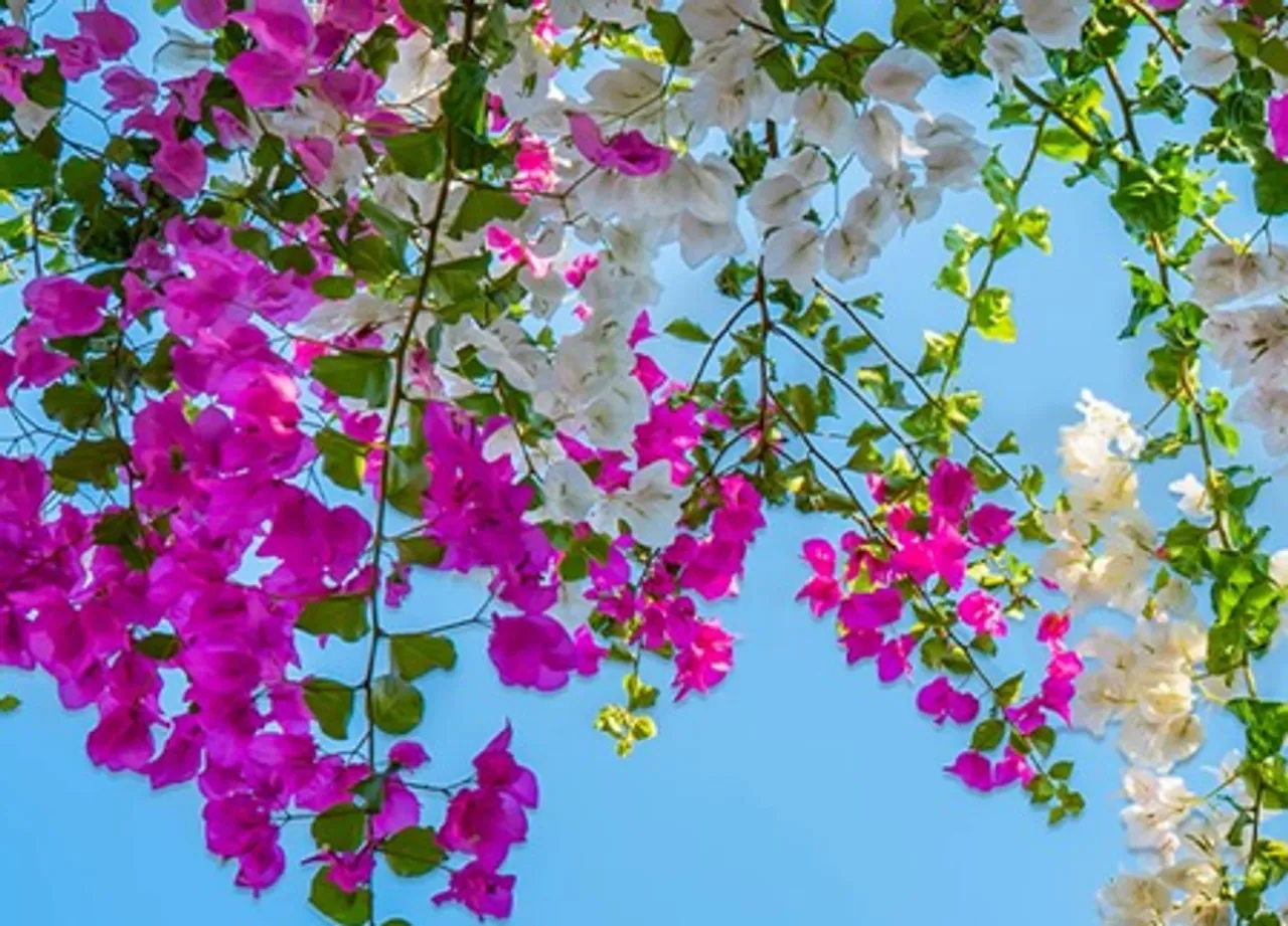 Bougainvillea flower benefit