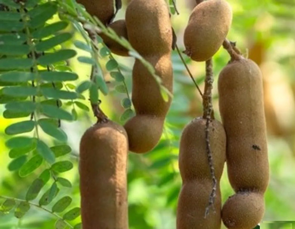 Imli benefit, Tamarind benefit