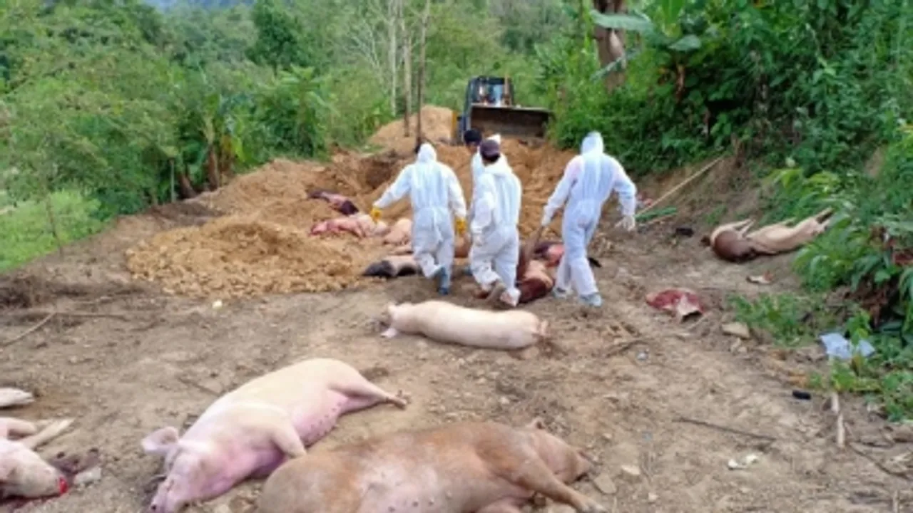 Over 5,000 pigs died in African Swine Fever in Mizoram