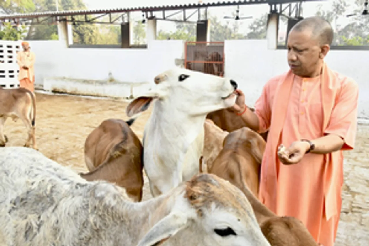 Gorakhpur: Uttar Pradesh Chief Minister Yogi Adityanath feeds a cow during his visit to Gorakhnath Temple