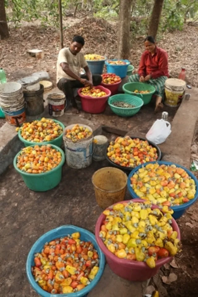April 2019,Mayem,Goa,Cashew processing,Workers busy removing,Cashew