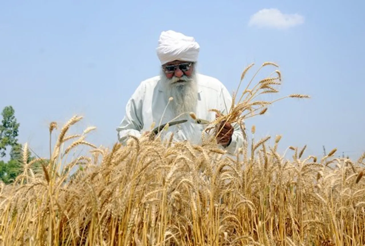 Wheat crop, wheat, wheat farm, farm, farmer,