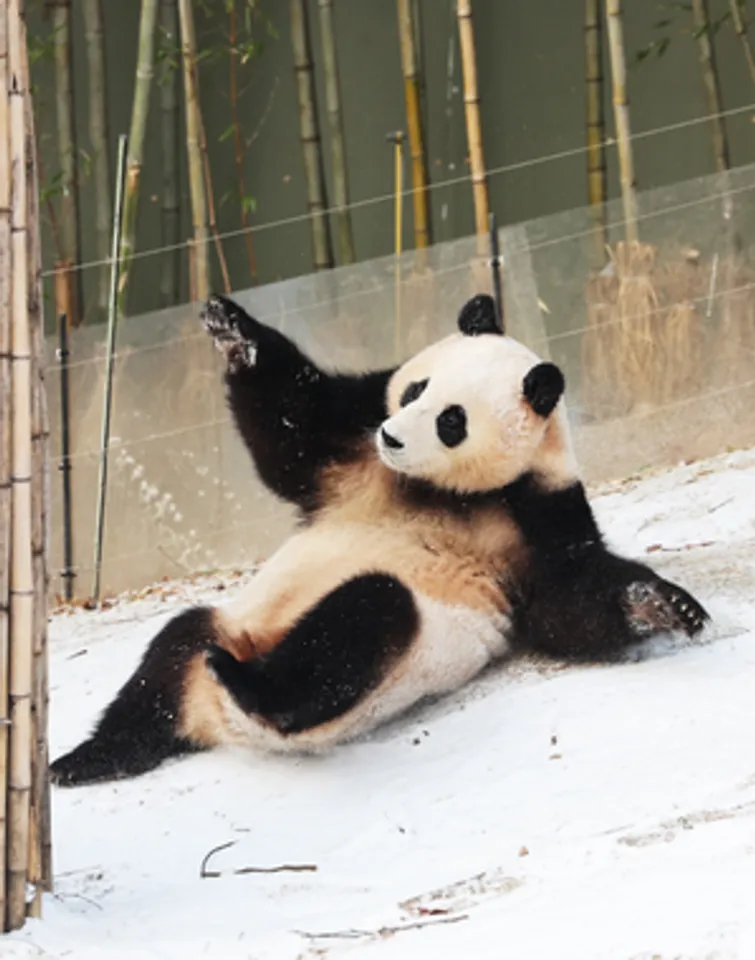 Yongin: The baby panda Fubao plays in the snow at the Everland amusement park