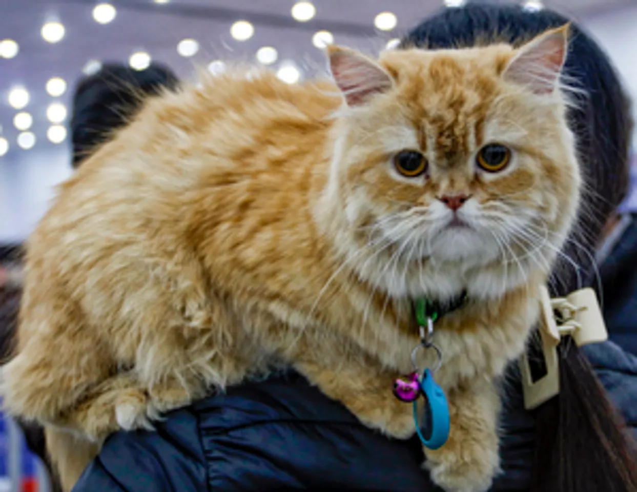 New Delhi: Championship Cat Show attracts feline enthusiasts
