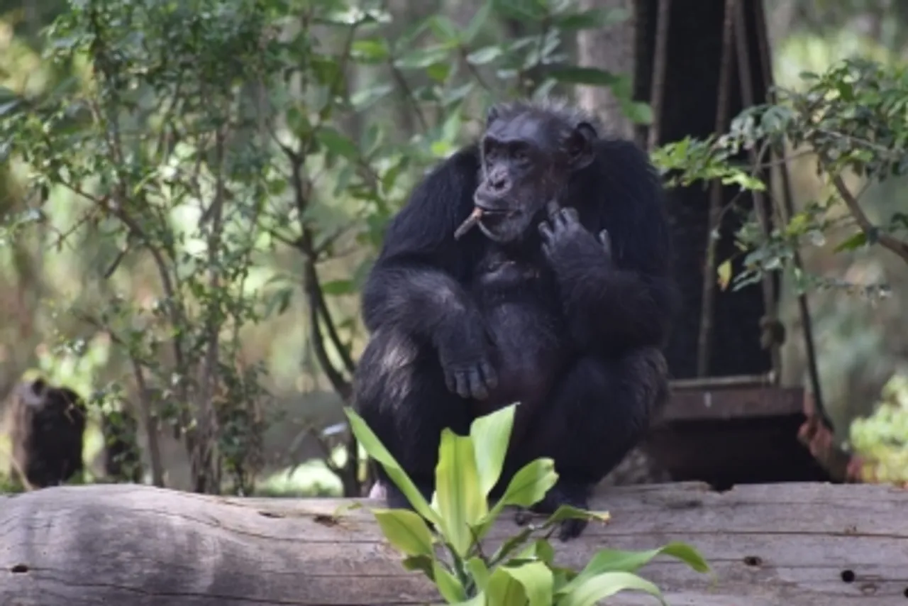 Hyderabad Zoo, chimpanzee 'Suzi'
