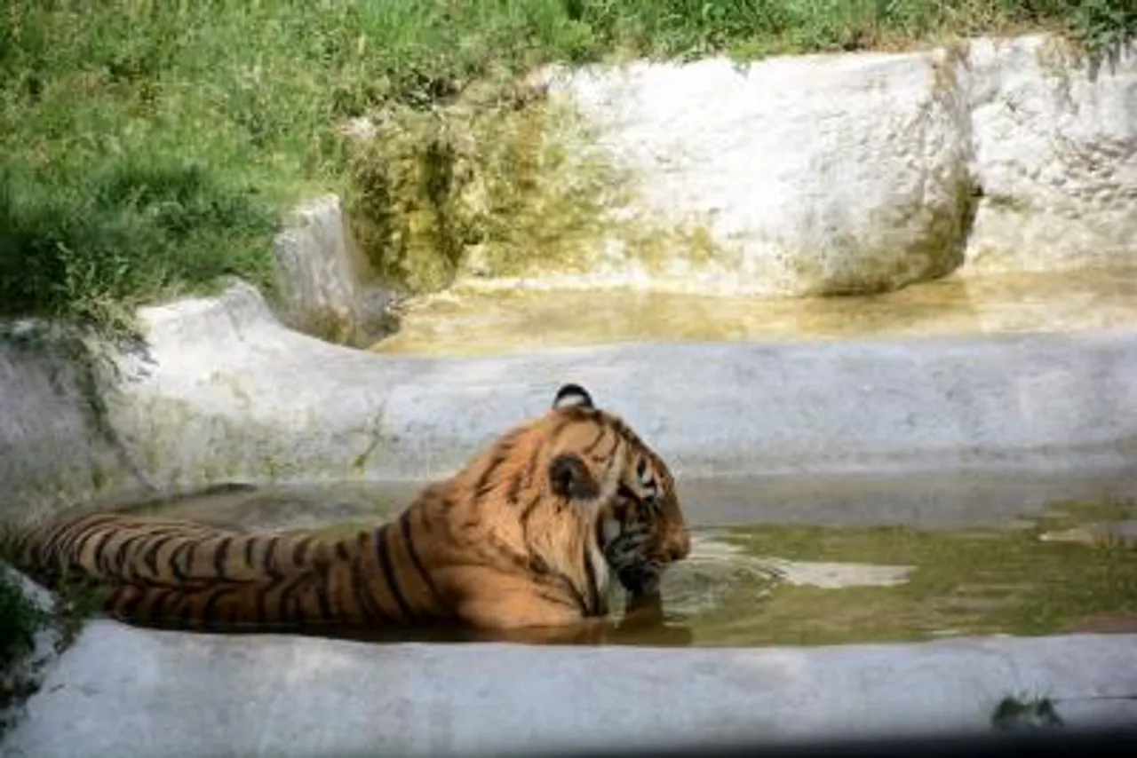 Pakistan's troubling exotic pet culture exposed yet again