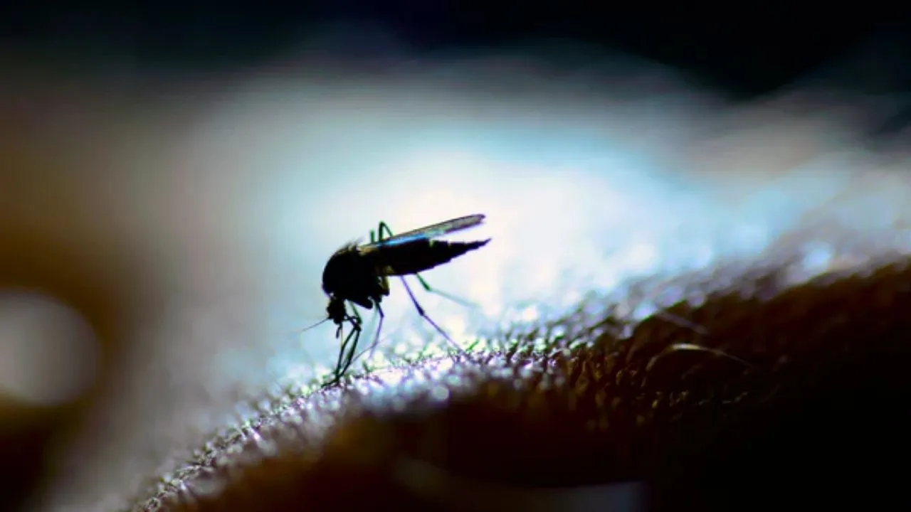 mosquitoes bite 5