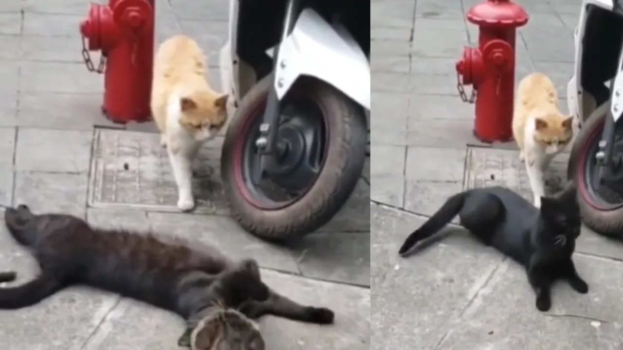 viral video