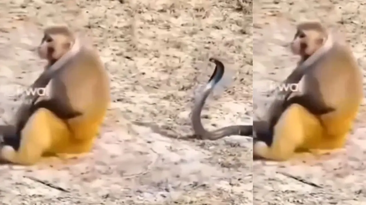 monkey viral video
